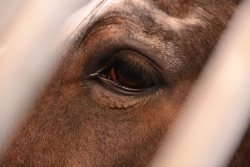 kijdag Paarden van Terra Manda Wijnandsrade