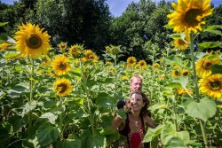 Zonnebloemdoolhof 2016 compilatie Amsterdam 