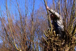 Wilgen knotten Vondelpark