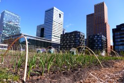 Moestuin Trainin de Zuidas