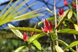 VU Hortus in bloei VU Hortus