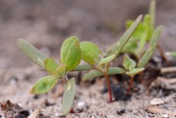 Amsterdam Quinoa Project Magnetico