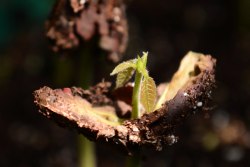 Ontkiemende cacao en bloeiende ui VU Hortus